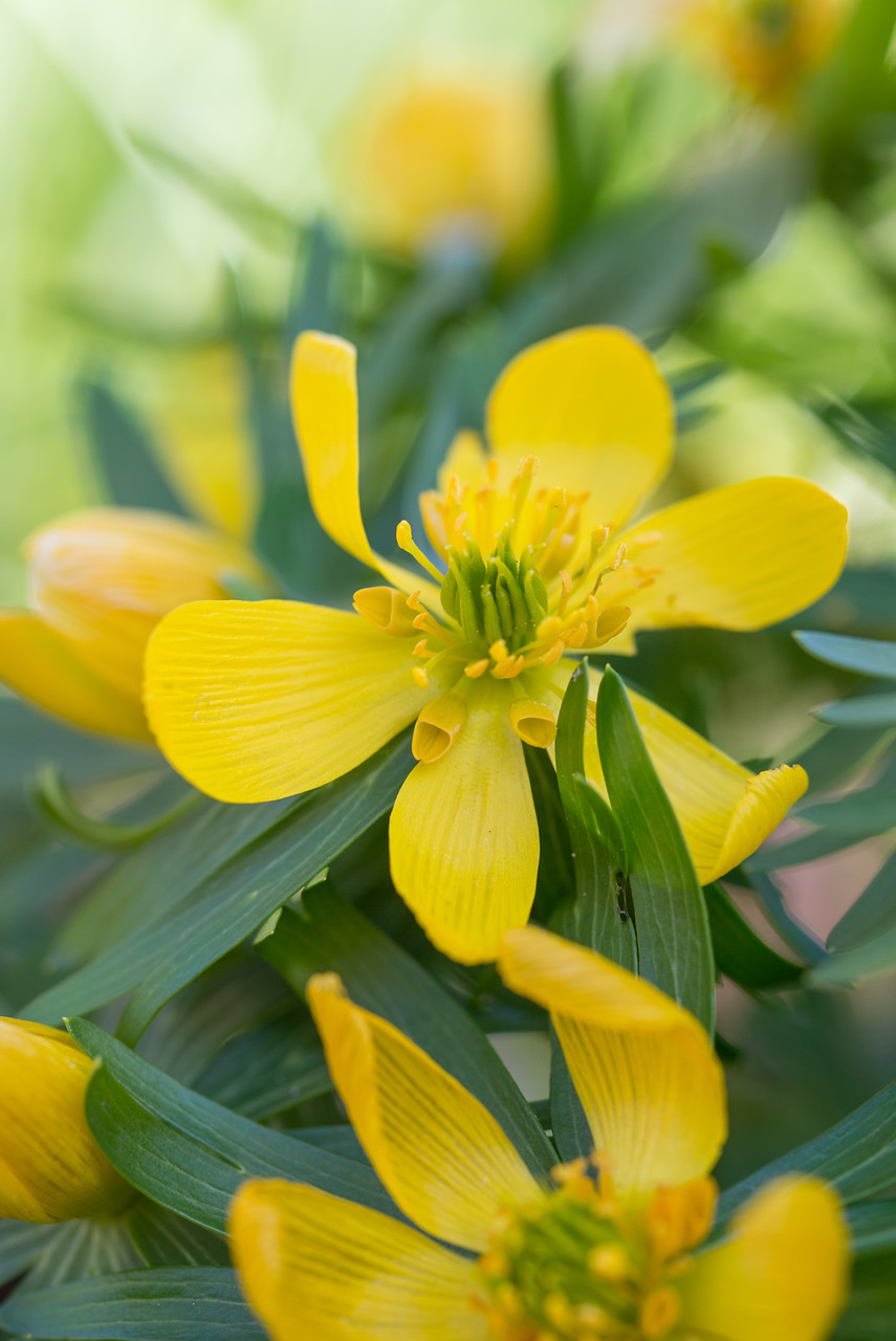 Winter-aconite-1