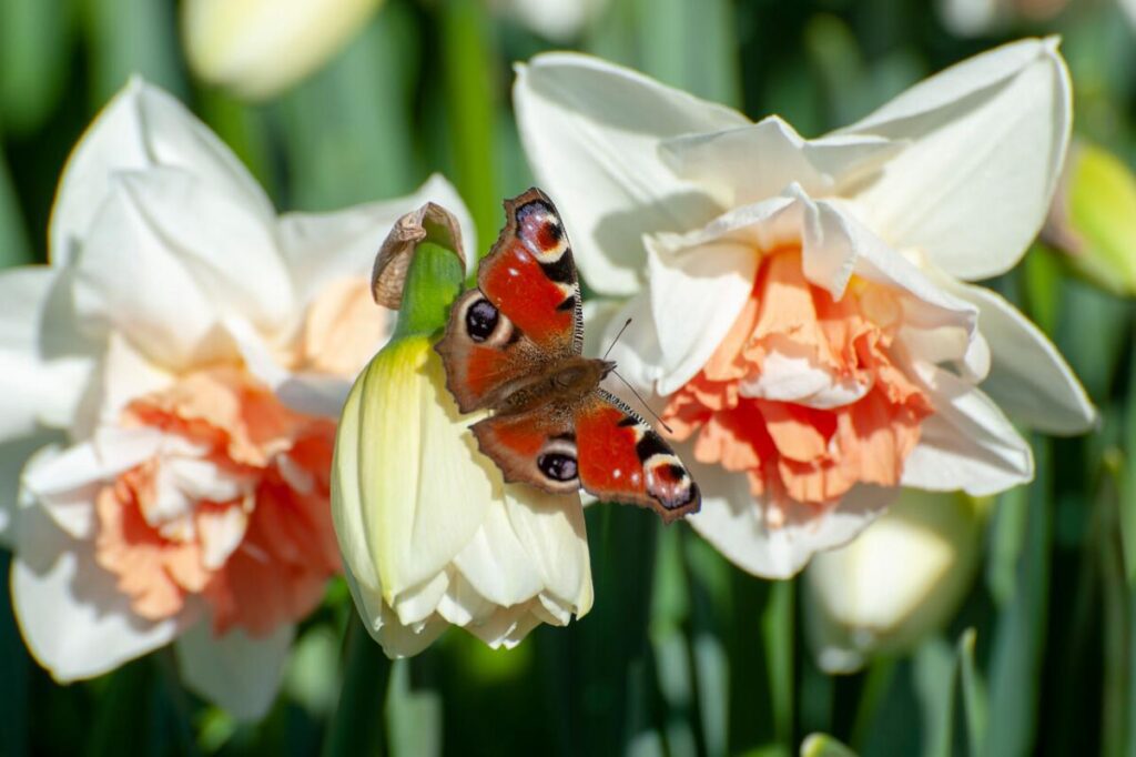 Narcis met vlinder erin, dit product is goed voor de biodiversiteit, plant dus bloembollen in het najaar