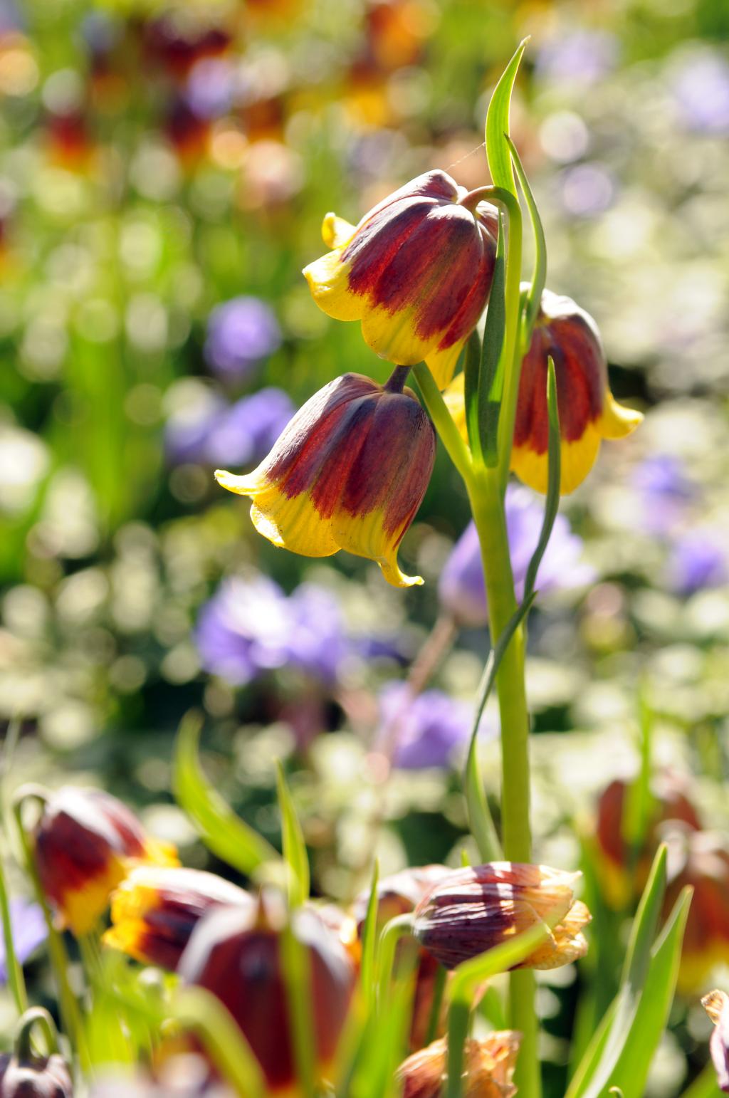 Fritillaria-michailovskyi