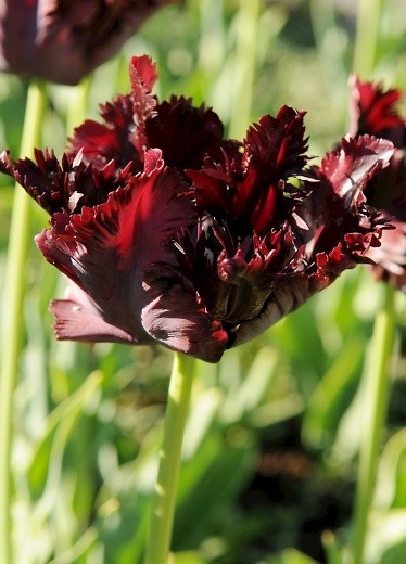 Parrot tulip deep purple