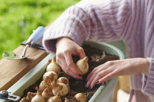 Planter des bulbes