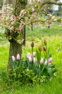 Grappe de tulipes dans le jardin