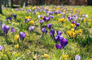 des bulbes à faible croissance comme les jacinthes pour des bulbes à plus forte floraison comme la tulipe.