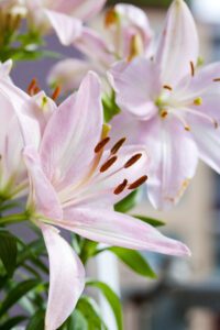 Lilium Tiny Todd