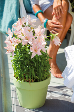 Lilium