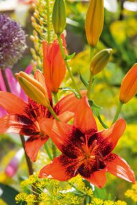 Lilium Orange Art