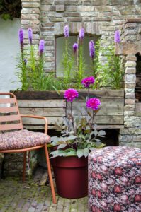 Dahlias roses en pot et Liatris dans un bac à plantes