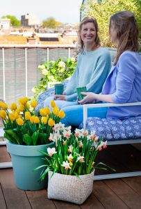 Bulbes de fleurs de balcon en pots. Jonquilles et tulipes jaunes.