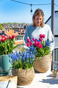 Toit-terrasse avec pots de raisins bleus et tulipes roses.