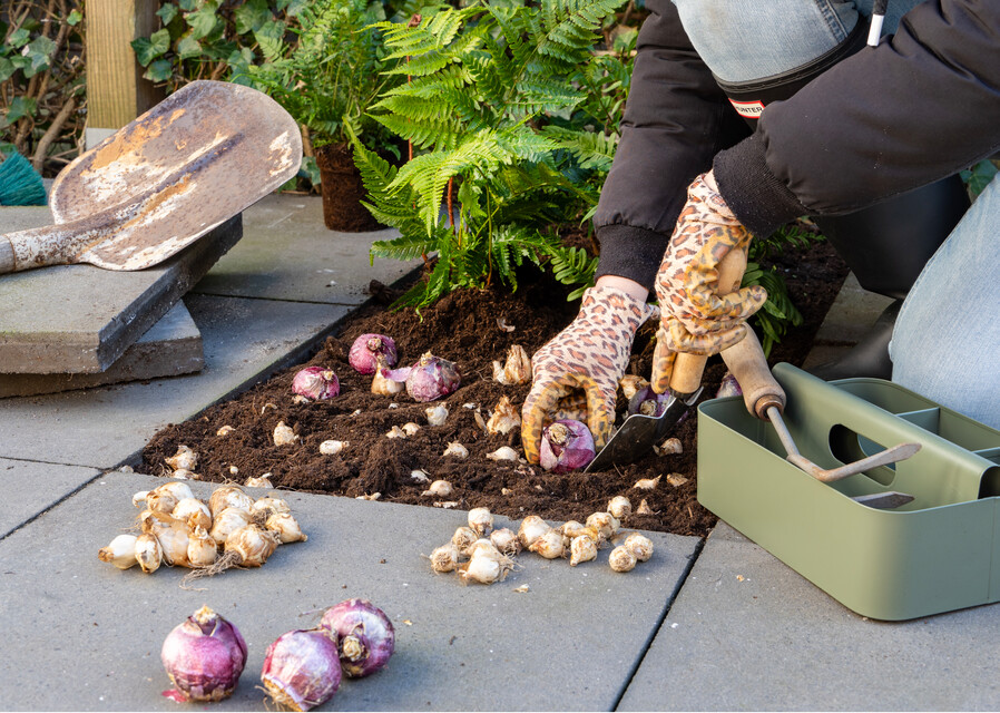 a person planting flowerbulbs in a garden