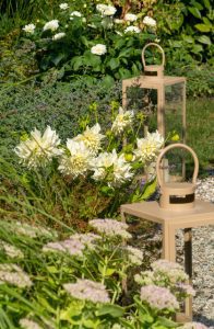 a white flowers in a garden